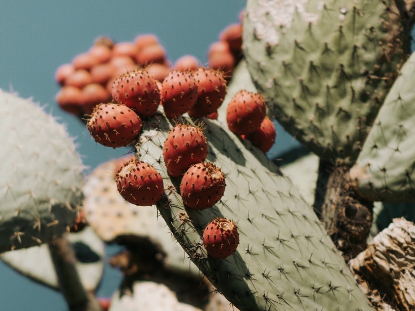 cactus, succulent, plant, prickly