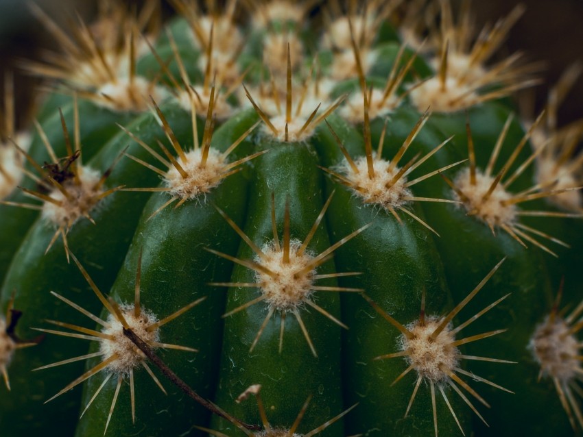 cactus, succulent, prickly, thorns, macro