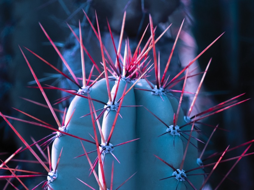 cactus, succulent, spines, needles