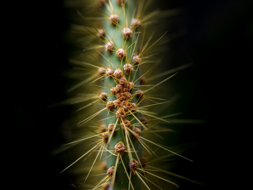 cactus, thorns, needles, macro