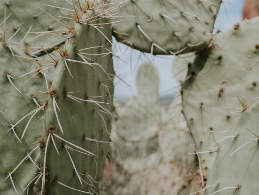 cactus, thorns, needles, spike