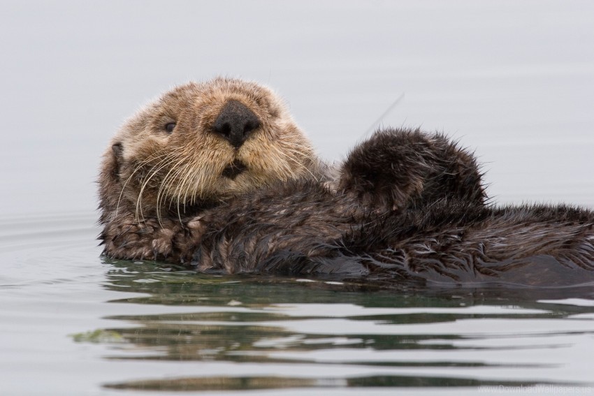 sea otters, water wallpaper background
