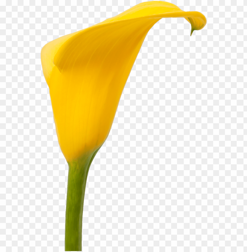 free PNG calla florex gold - giant white arum lily PNG image with transparent background PNG images transparent