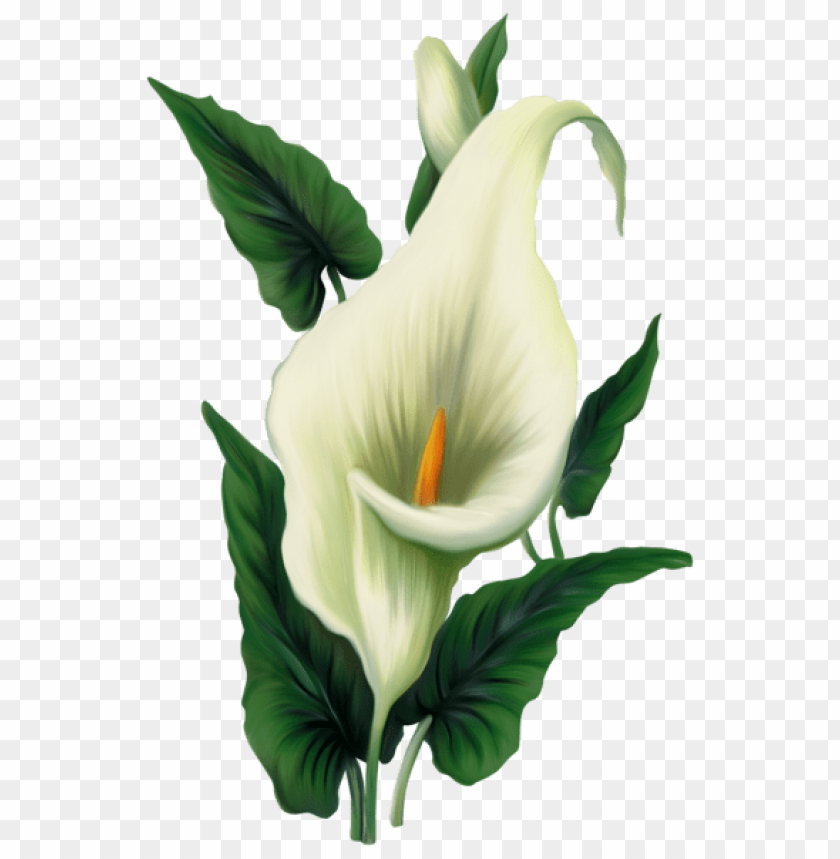 free PNG Download calla lily png images background PNG images transparent