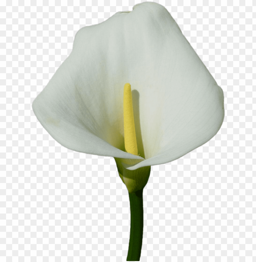 free PNG calla lily clipart transparent - white calla lily PNG image with transparent background PNG images transparent