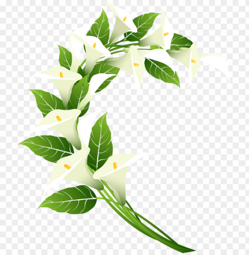 free PNG Download calla lily decoration clipart png photo   PNG images transparent