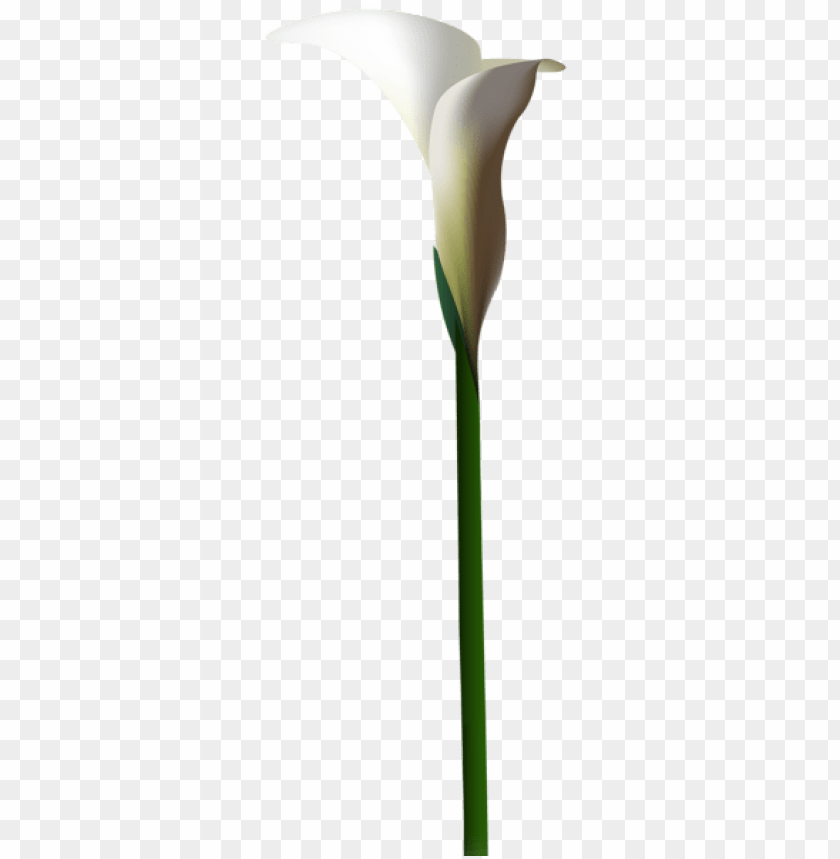 Download calla lily flower png images background@toppng.com