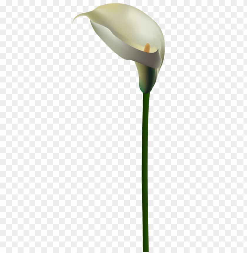 calla lily flower transparent