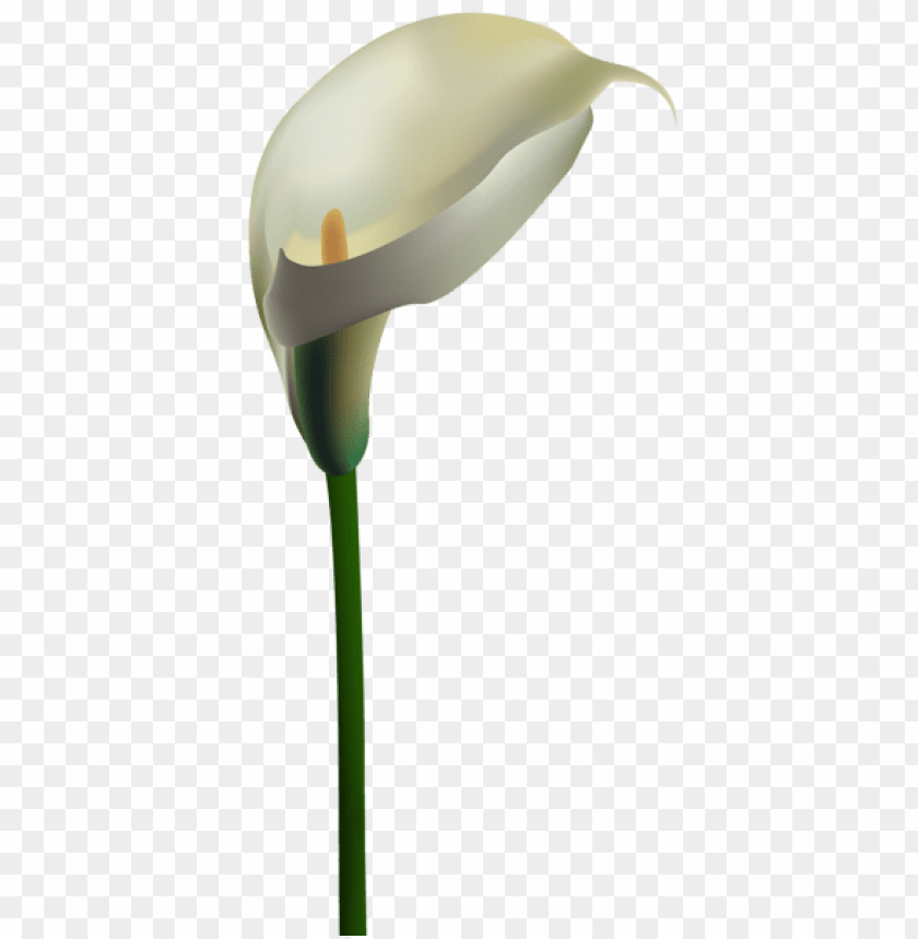 calla lily transparent