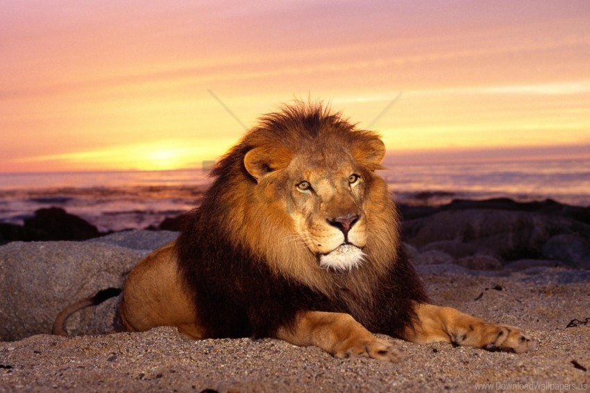 calm, down, king of animals, lion, mane, predator, sunset wallpaper  background best stock photos | TOPpng