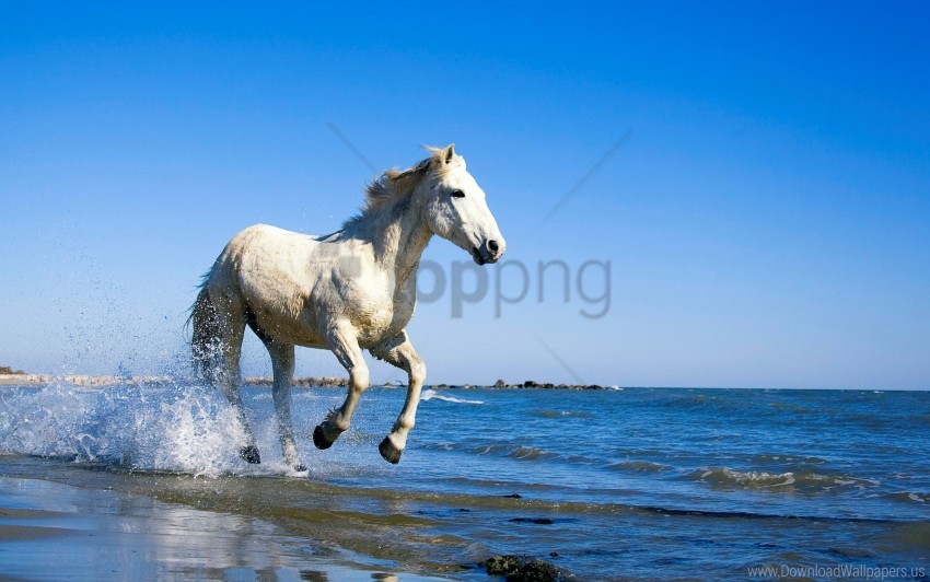 Download camargue, horse, white wallpaper png - Free PNG Images | TOPpng