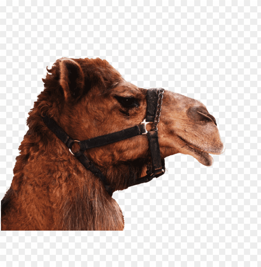 camel,camel free png,camel png free,camel free png,camel png,camel images png,camel file png