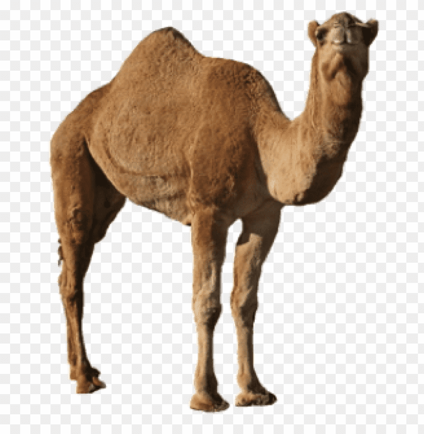 Download Camel Png Images Background Toppng