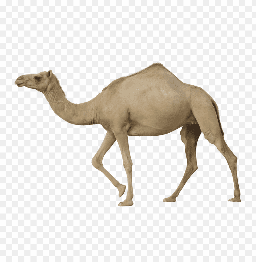 camel,camel free png,camel png free,camel free png,camel png,camel images png,camel file png