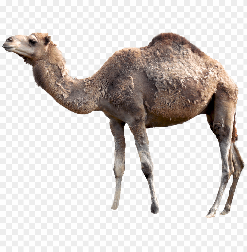 
animals
, 
camel
