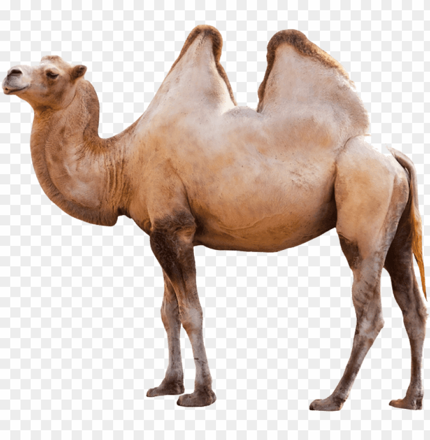 animals, camels, camel, 