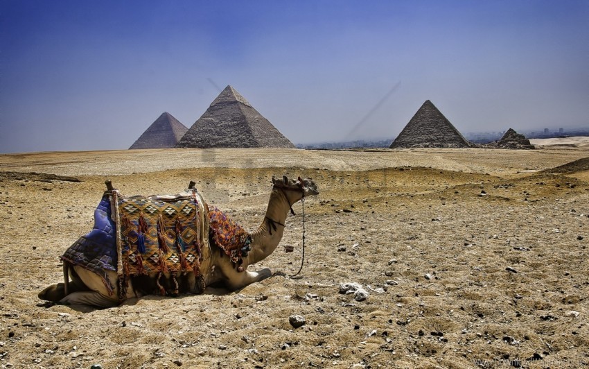 free PNG camel, egypt, pyramids wallpaper background best stock photos PNG images transparent