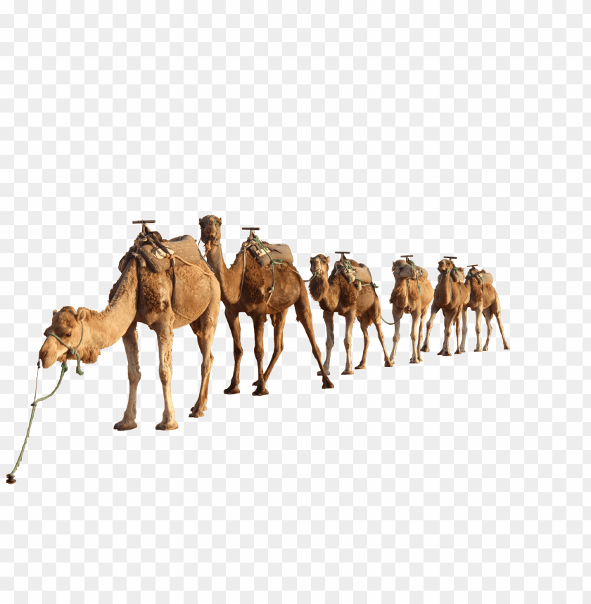 animals, camels, camel group, 