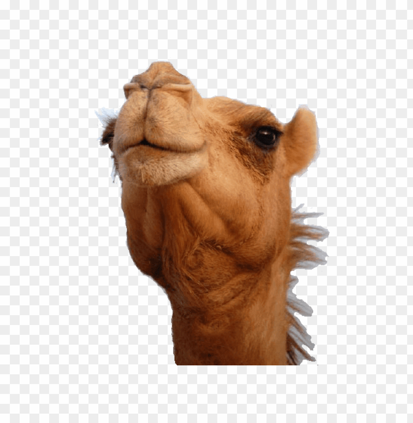 animals, camels, camel head, 