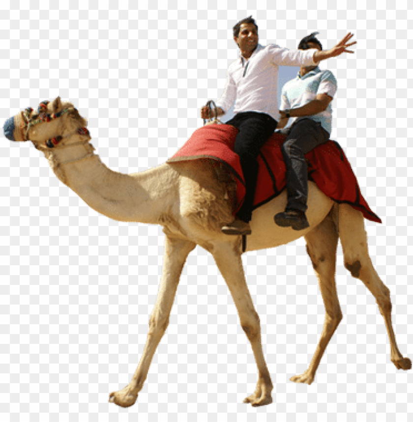 free PNG camel ride casela mauritius - desert safari camel ride PNG image with transparent background PNG images transparent
