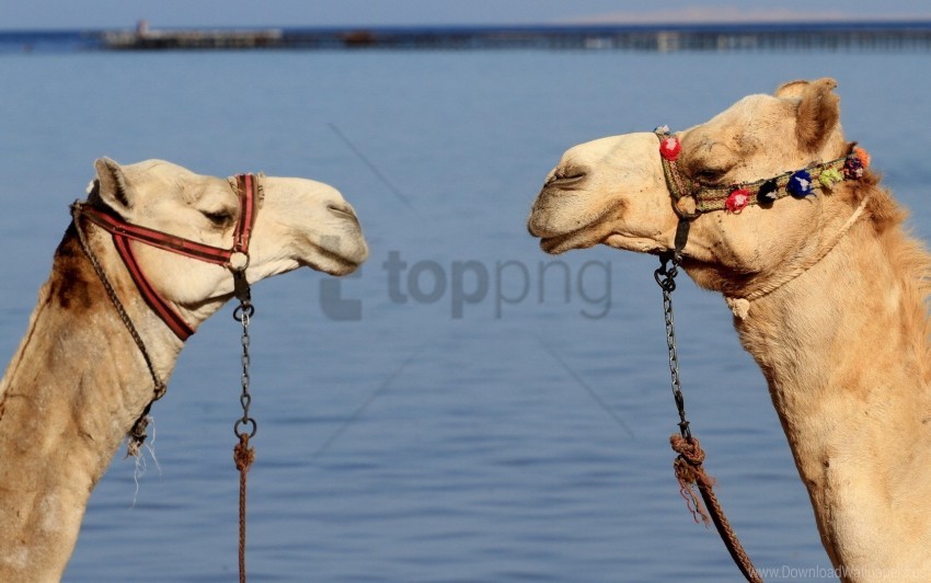 Camels Couple Team Water Wallpaper Background Best Stock Photos