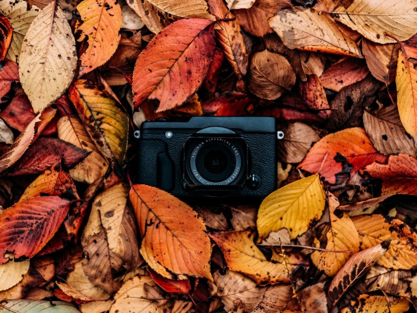 camera, foliage, autumn, leaves