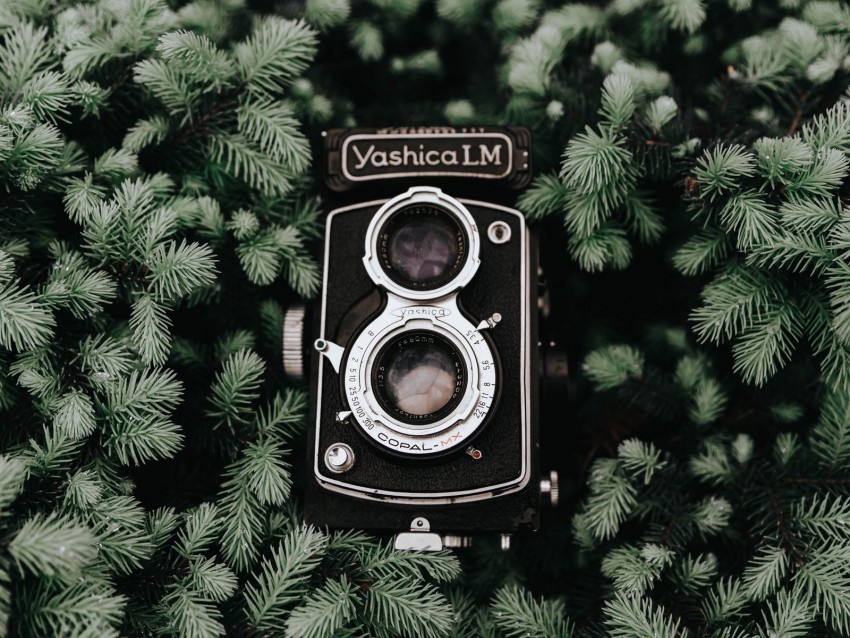Camera Retro Branches Vintage Needles Coniferous Png - Free PNG Images