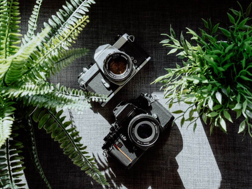 cameras, black, lenses, plants