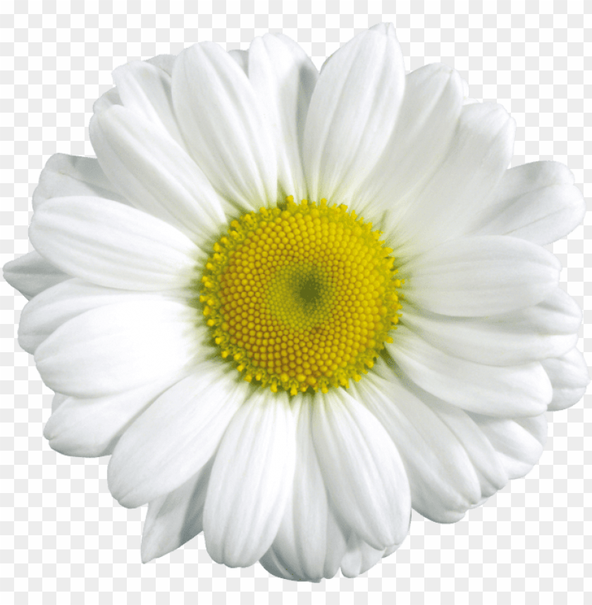 PNG image of camomile with a clear background - Image ID 18985