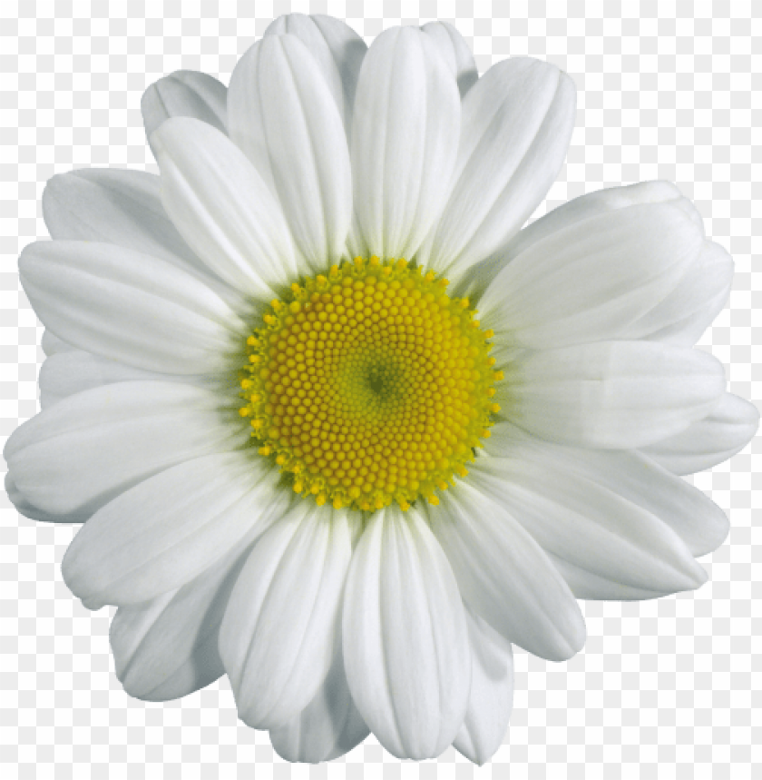 PNG image of camomile png with a clear background - Image ID 9106