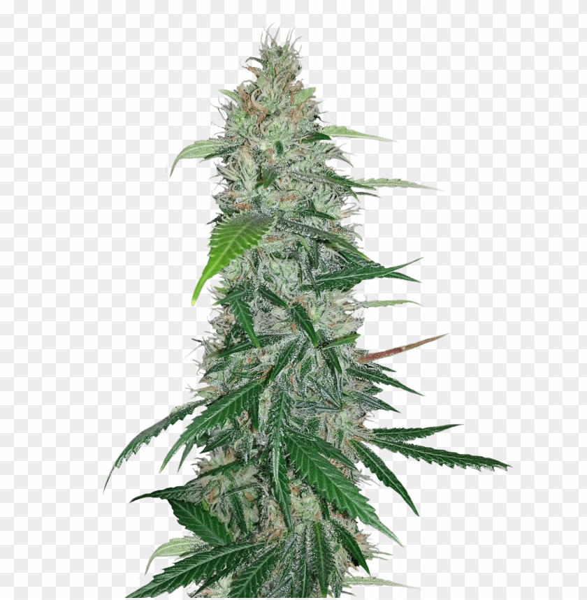 free PNG Download cannabis png images background PNG images transparent