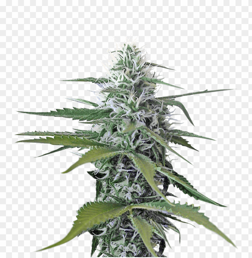 Download cannabis png images background@toppng.com
