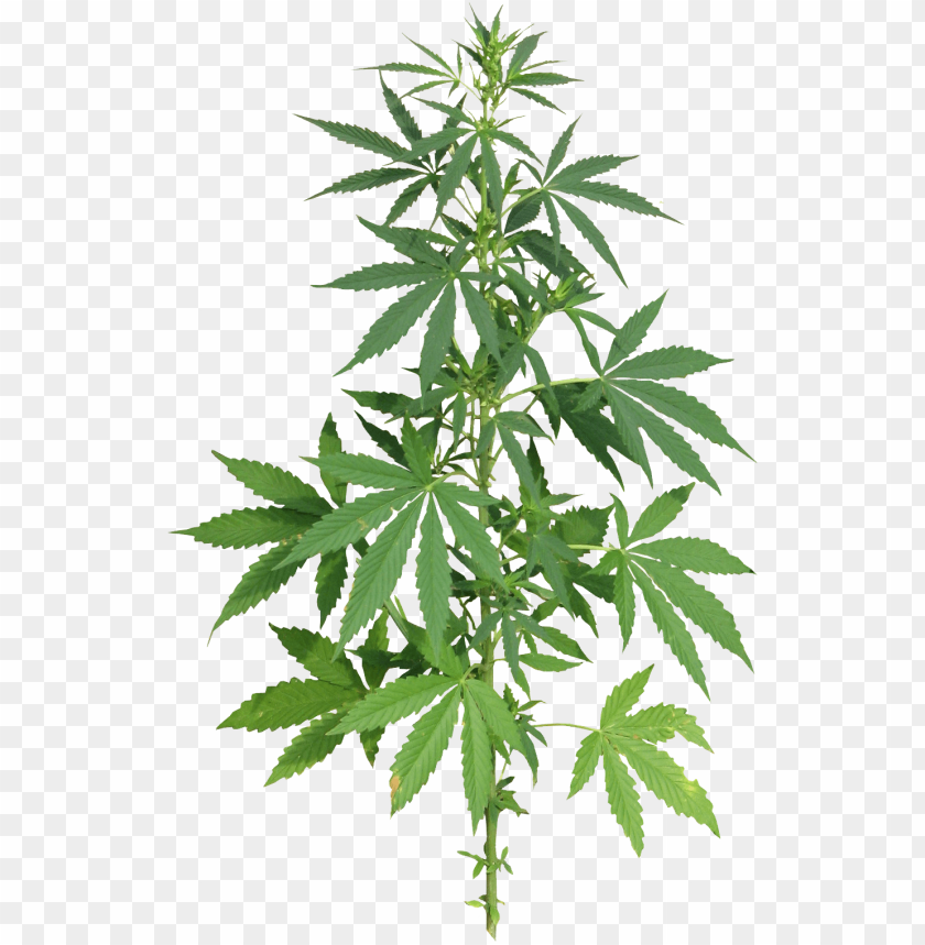 free PNG Download cannabis png images background PNG images transparent