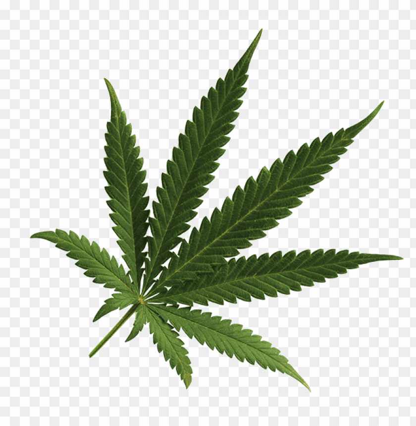 
cannabis
, 
plant
, 
cannabaceae
, 
medicinal
