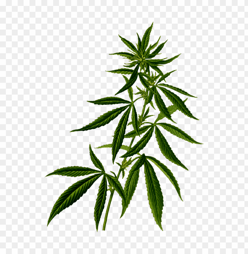 
cannabis
, 
plant
, 
cannabaceae
, 
medicinal
