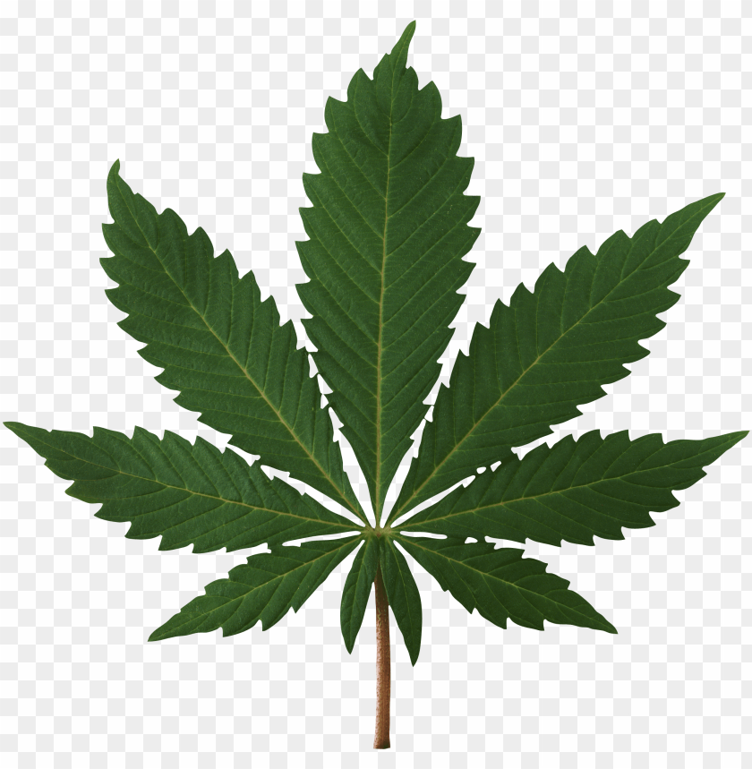 PNG Image Of Cannabis Leaf With A Clear Background - Image ID 26435