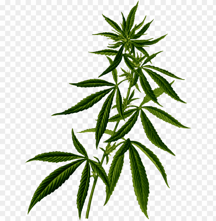 PNG Image Of Cannabis Plant With A Clear Background - Image ID 26439