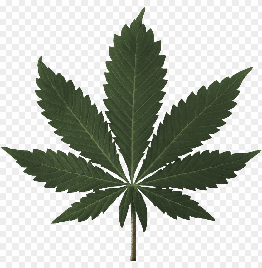 free PNG Download cannabis plant png images background PNG images transparent