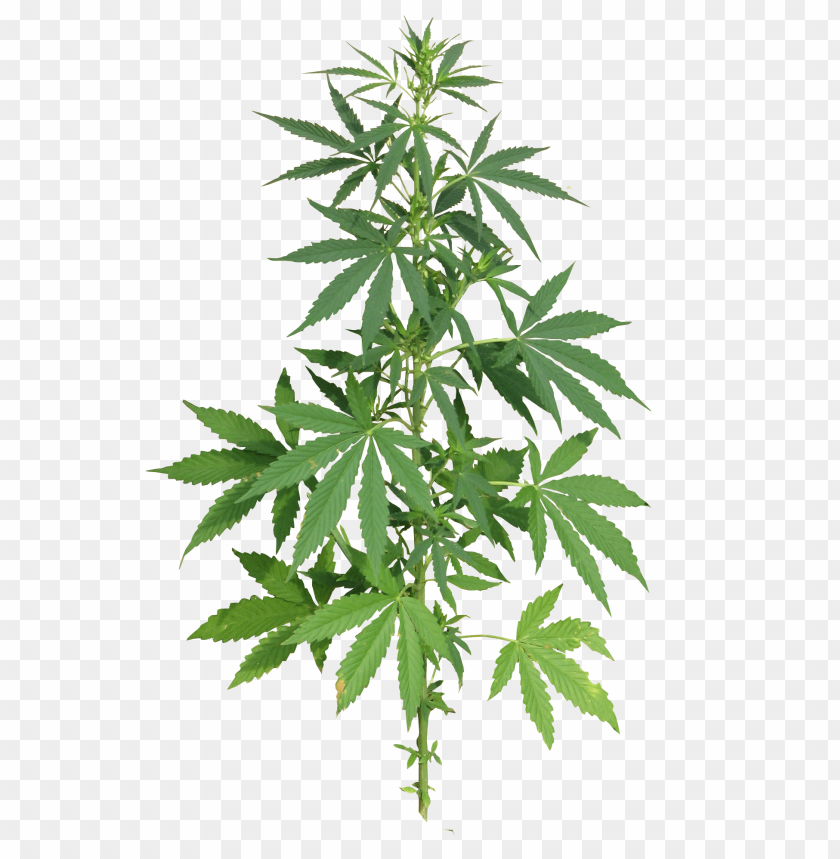free PNG Download cannabis plant full png images background PNG images transparent