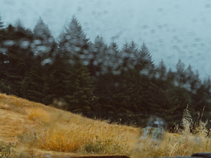 car, forest, view, glass, rain