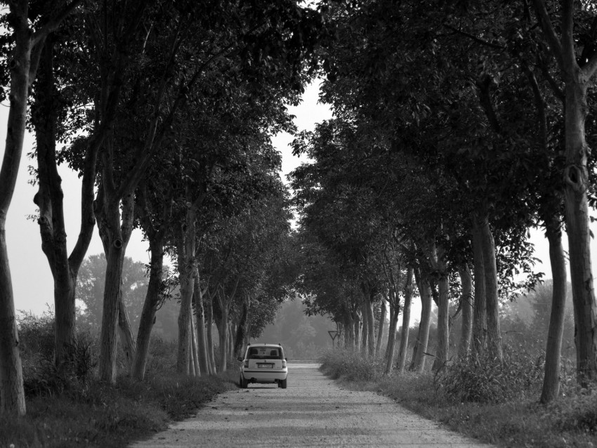 car, trees, bw, road