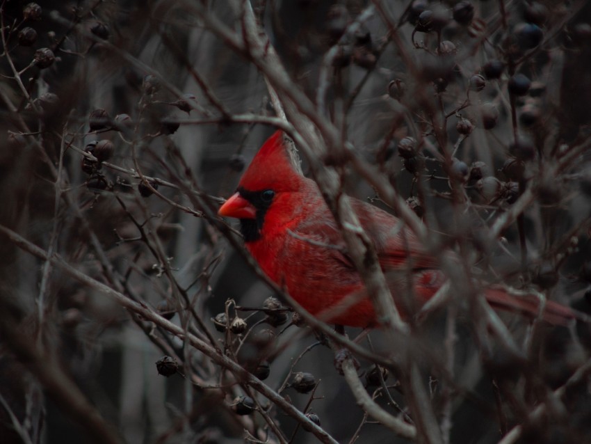 cardinal, bird, branches, beak, red