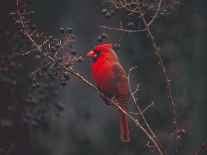 cardinal, bird, branches, color, red