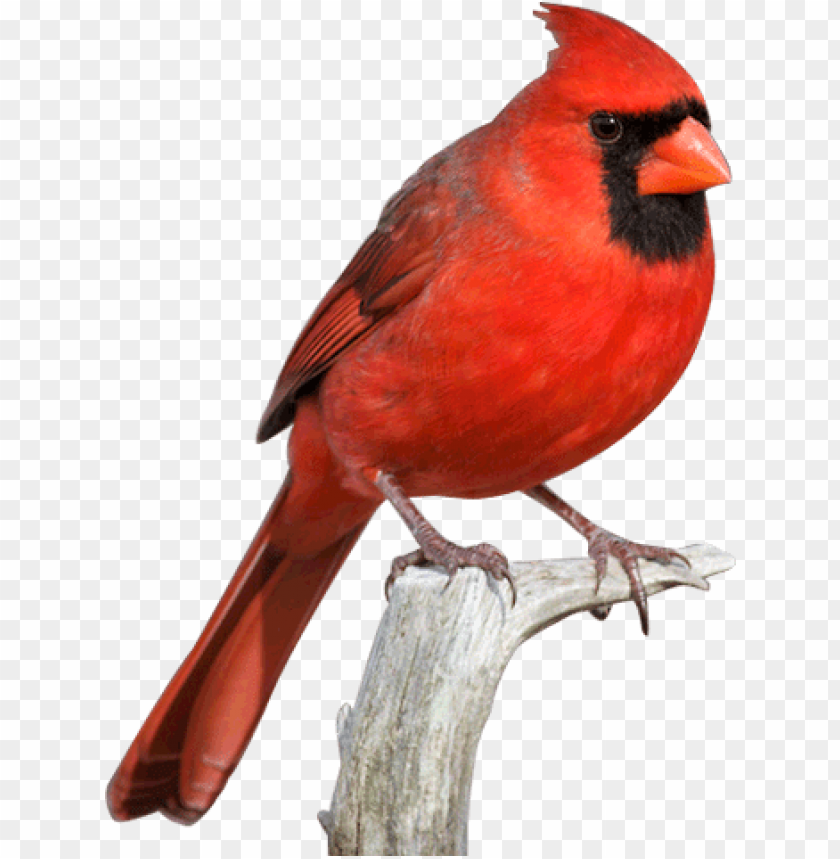 Cardinal Bird Png Svg Free Download Red Cardinal Transparent Png Image With Transparent Background Toppng