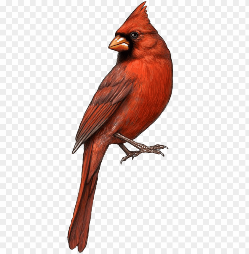 free PNG cardinal clipart tiny bird - cardinal PNG image with transparent background PNG images transparent