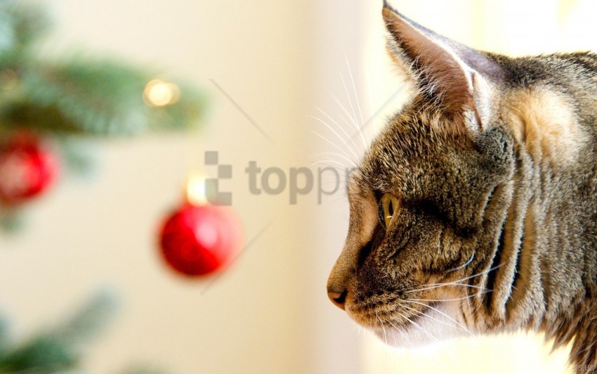 care cat christmas toys muzzle pro view wallpaper background best stock photos - Image ID 160679