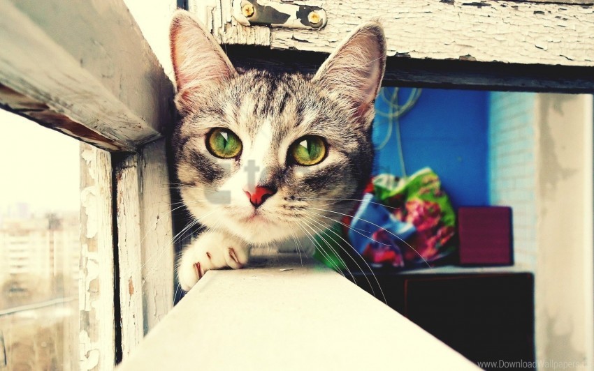 care cat hunting muzzle windowsill wallpaper background best stock photos - Image ID 160799