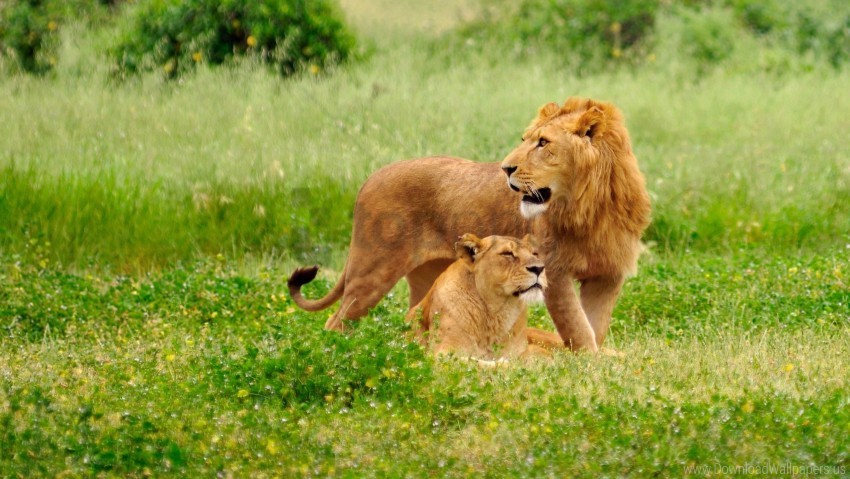 Care Family Field Grass Lion Lioness Wallpaper Background Best Stock Photos