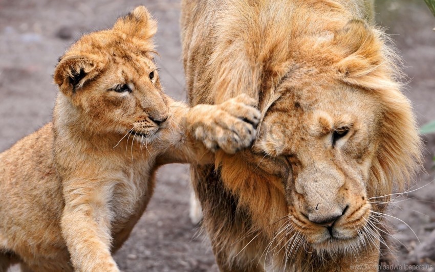 Care, Family, Lion, Lion Cub, Lioness Wallpaper Background Best Stock Photos