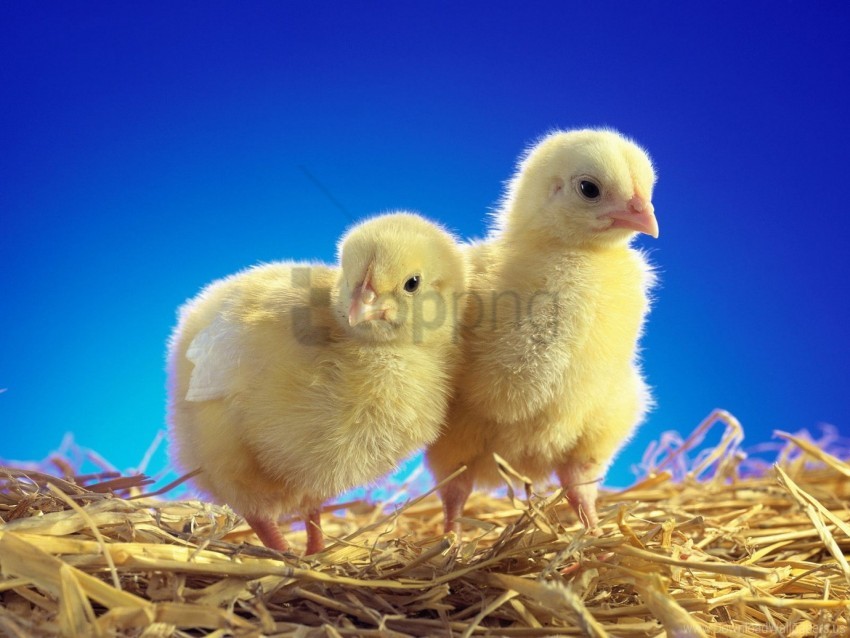 Caring Chickens Chicks Couple Wallpaper Background Best Stock Photos